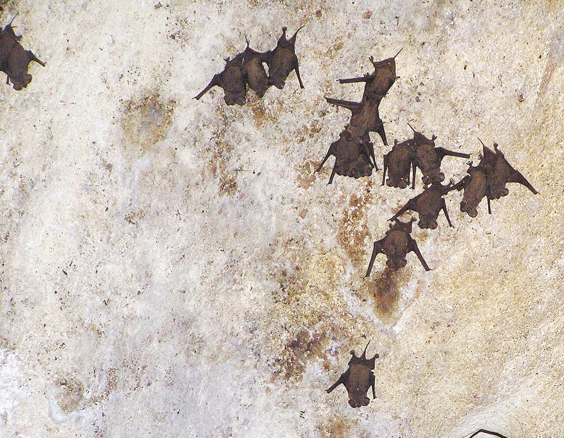 Bats roosting together in an attic — Brazilian free-tailed bats are common in Florida