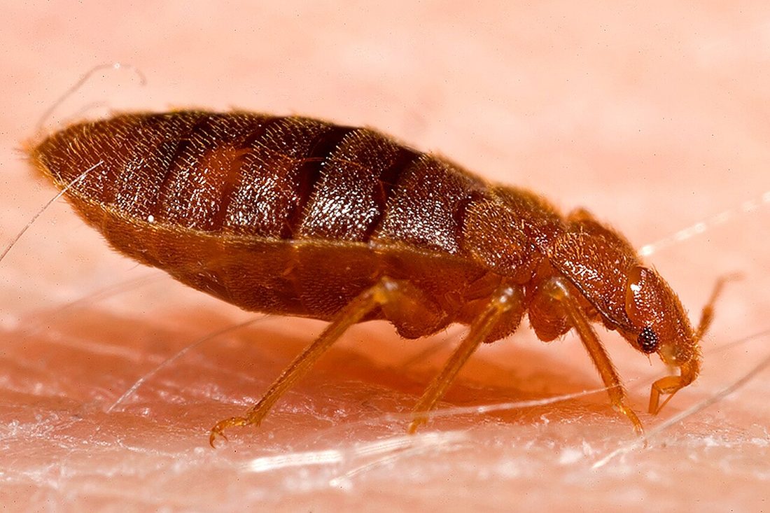 Bed bugs and rust-colored fecal spotting along a mattress seam