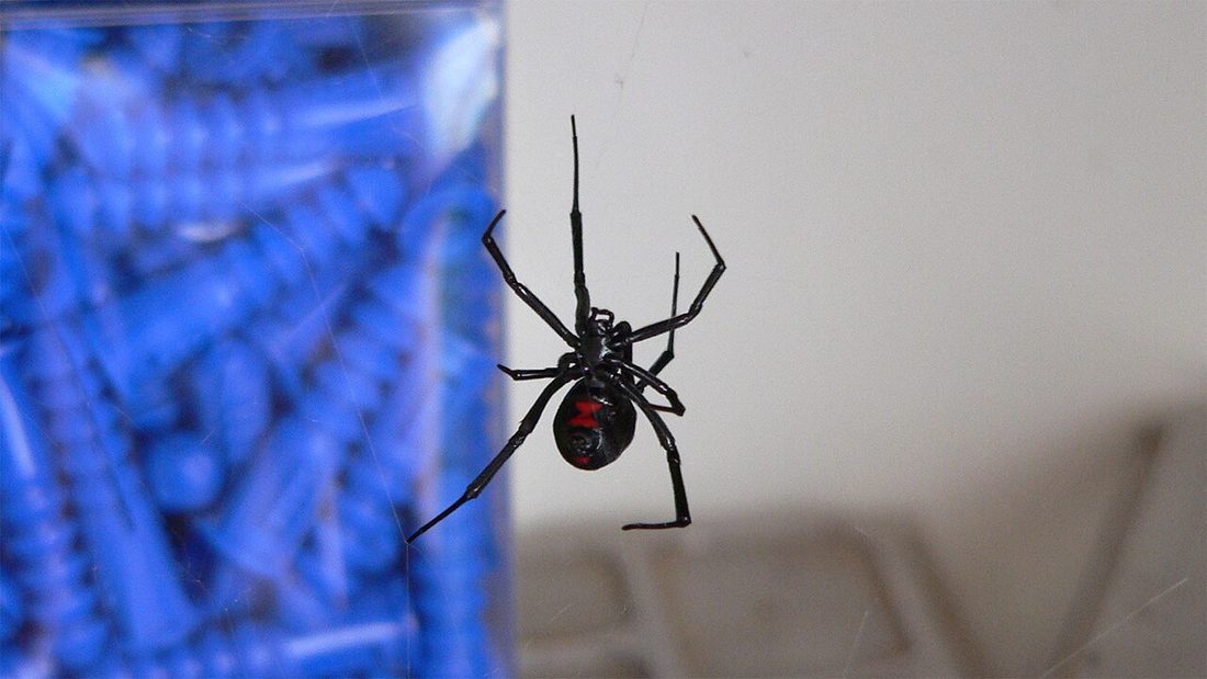 A black widow spider showing the red hourglass mark on the underside of its abdomen