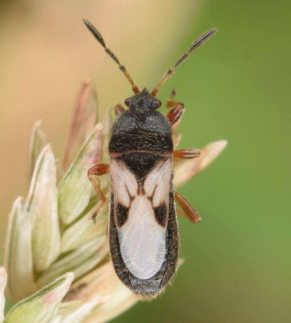 Chinch bug damage spreading as brown patches across a St. Augustine lawn