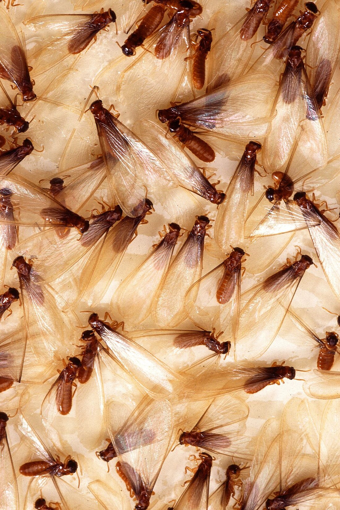 Discarded drywood termite wings on a windowsill after a swarm