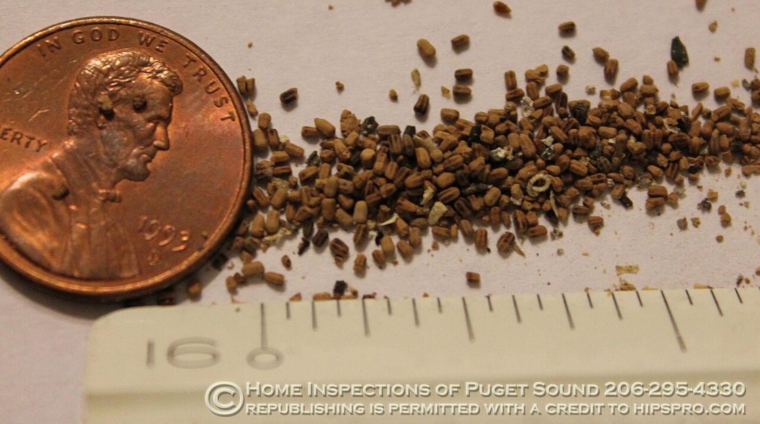 Drywood termite droppings (frass pellets) piled on a windowsill