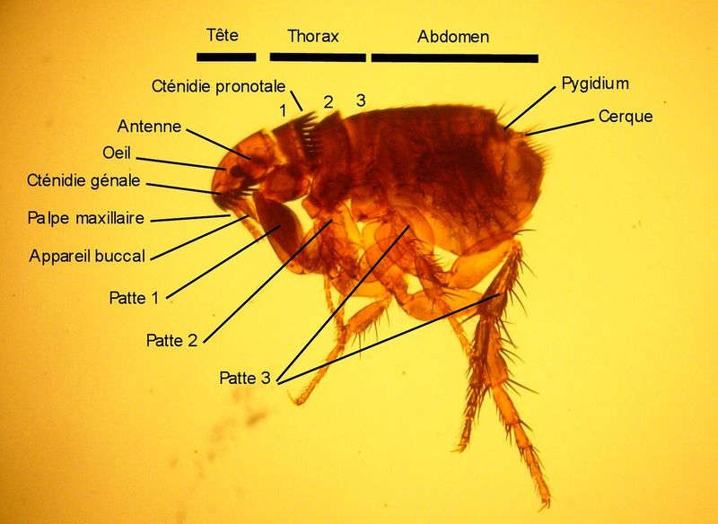 Close-up of a cat flea, a year-round biting pest for Florida pets and homes