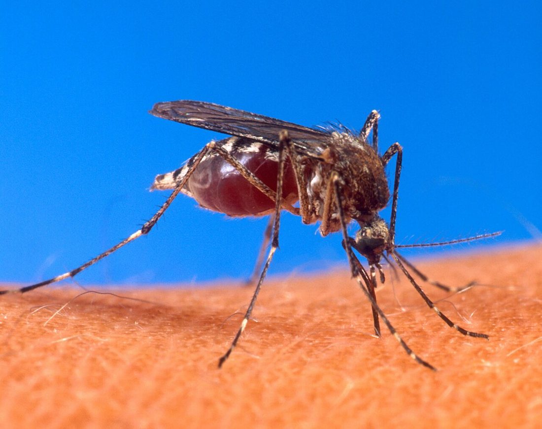 A mosquito biting and feeding on human skin