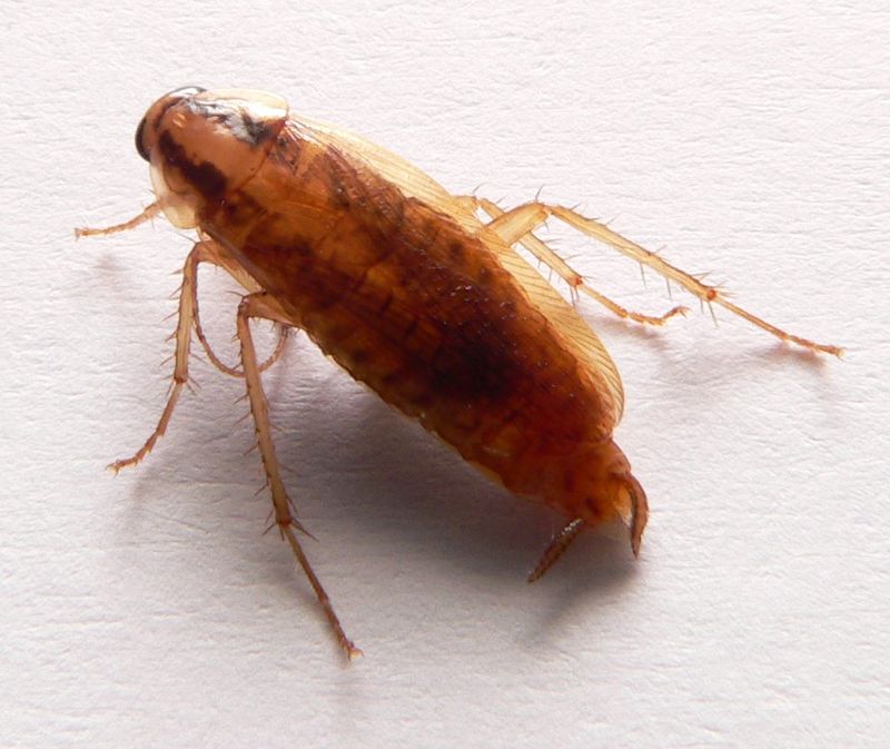German cockroaches clustered together — a common Florida kitchen infestation