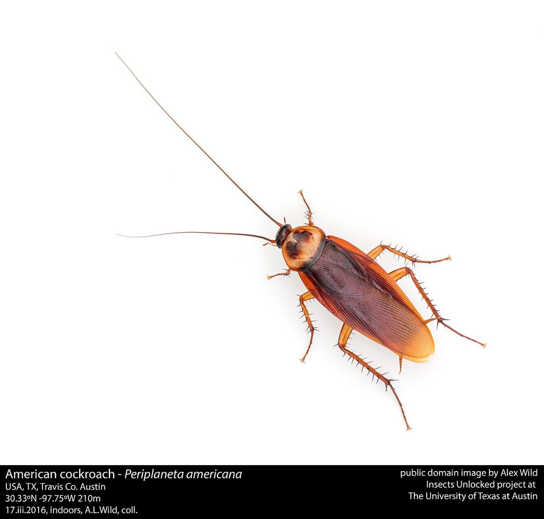 American cockroach (palmetto bug) on a surface in a Florida home