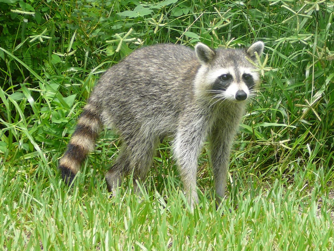 A raccoon, a nuisance animal that dens in Florida attics