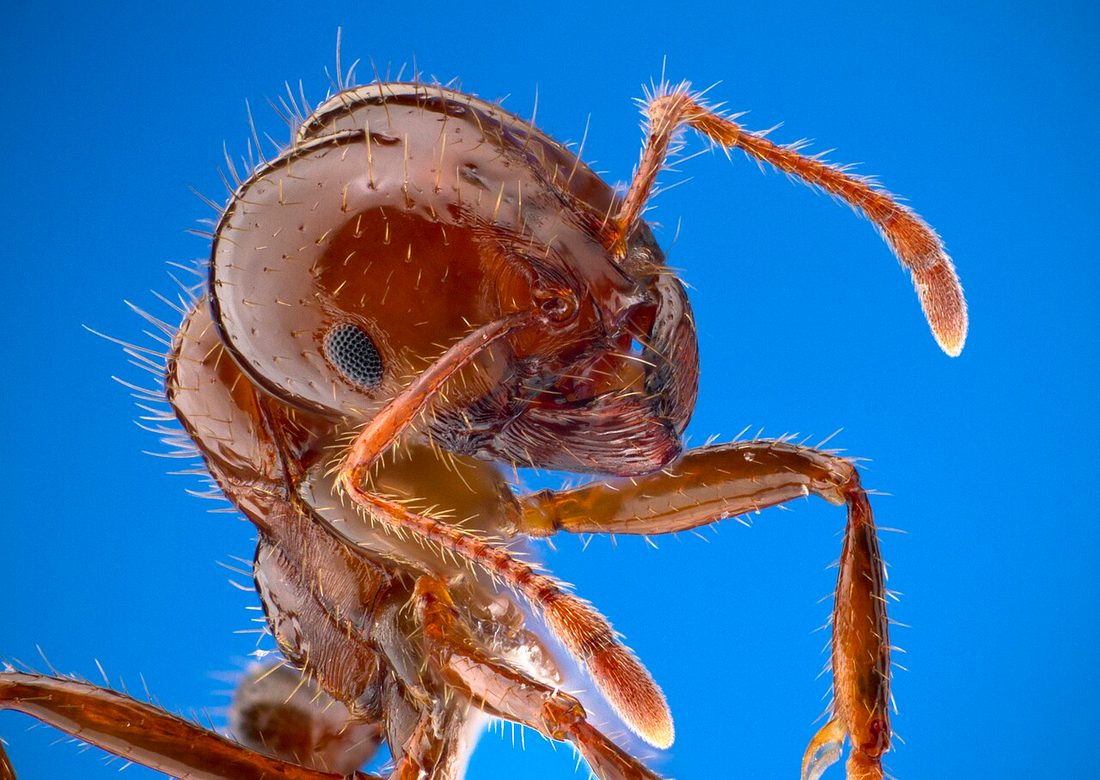 Red imported fire ants swarming their dirt mound in a Florida yard