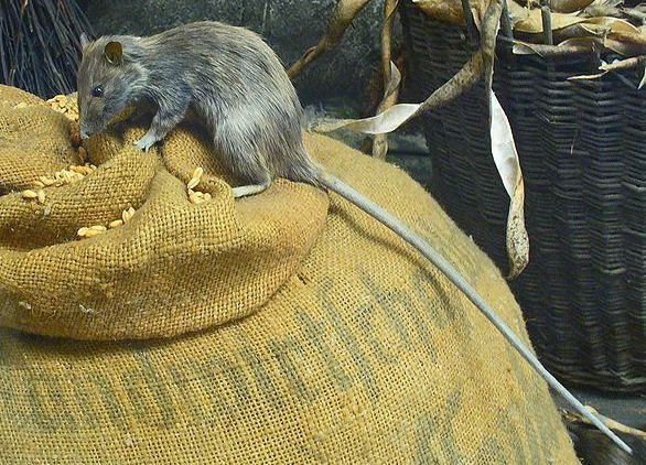 A roof rat, the most common attic invader in the Tampa Bay area