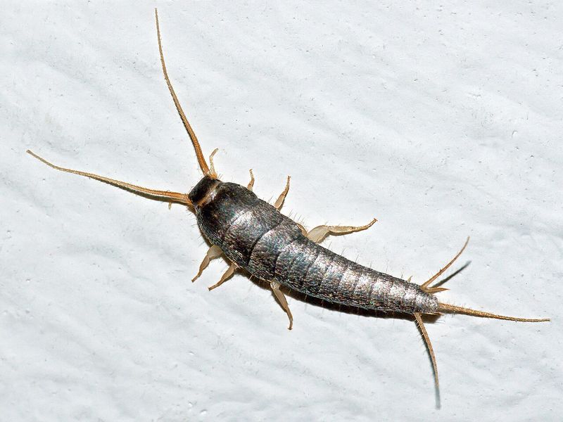 A silverfish insect with its silvery, teardrop body and three tail-like appendages