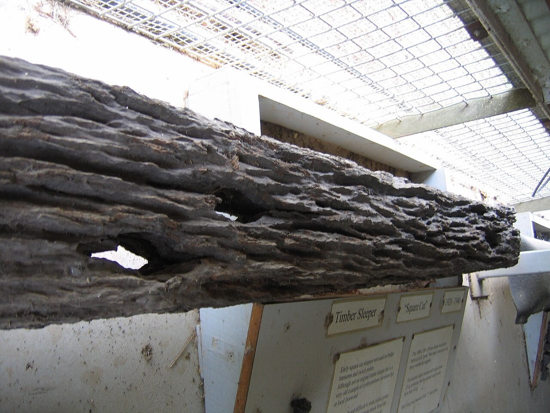 Subterranean termite damage showing soil-packed galleries inside structural wood