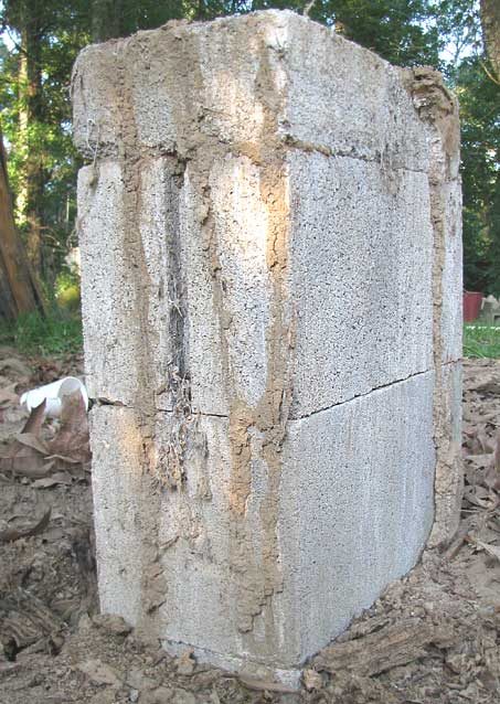 Subterranean termite mud tubes running up a home's foundation wall