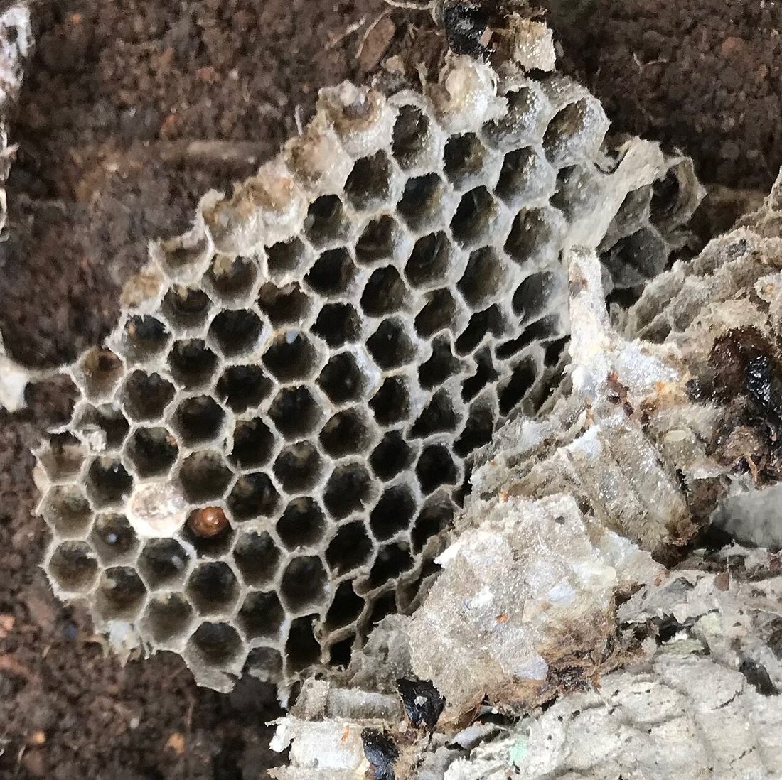 A yellow jacket on its papery nest