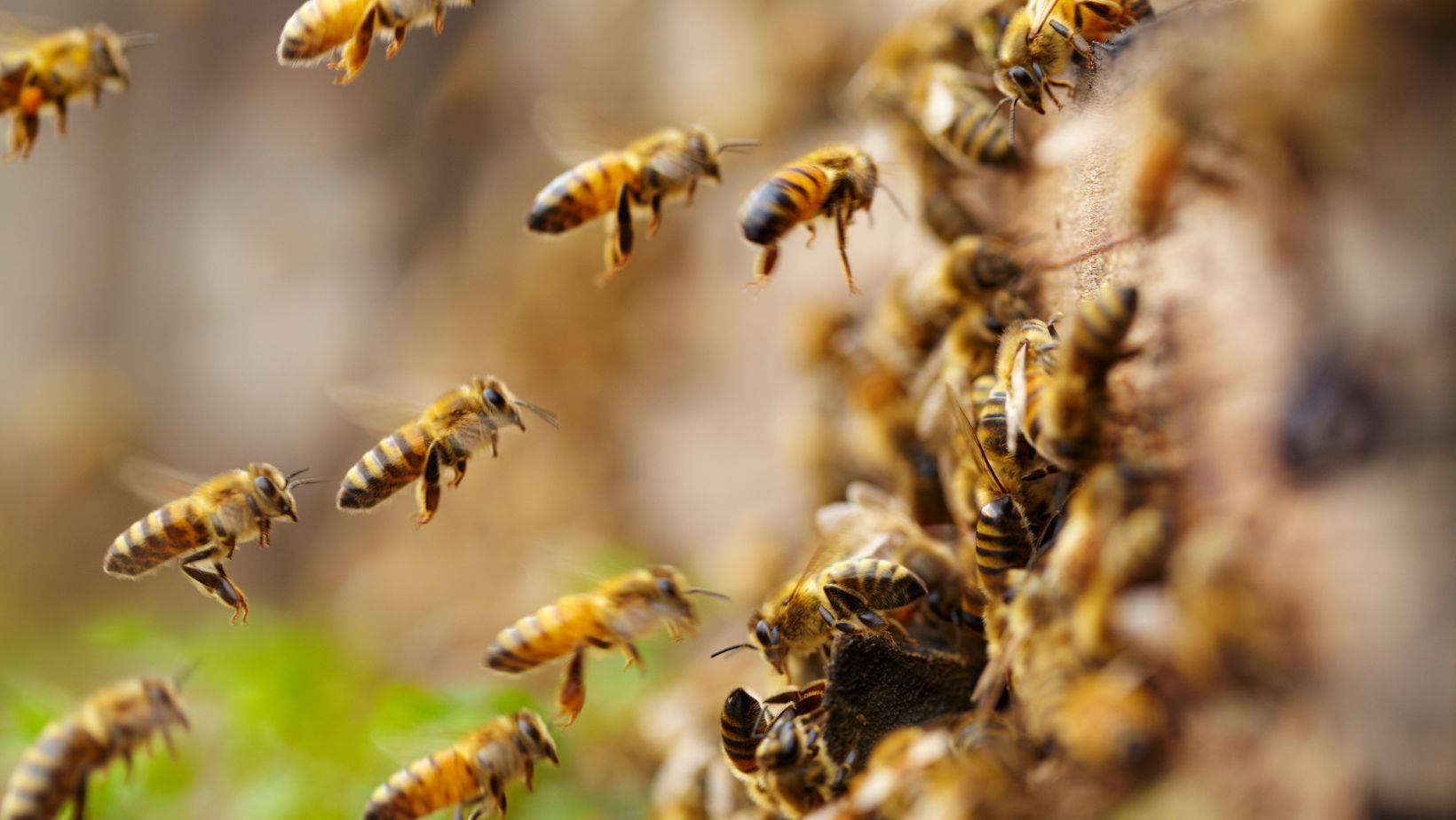 Ant Extermination 3 Bee Relocation