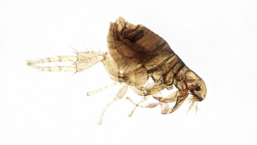 Flea Control. A microscopic view of a flea, showing its detailed exoskeleton, legs, and bristles against a white background.
