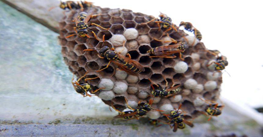 A wasp nest with multiple wasps crawling on it, highlighting the need for professional pest control.