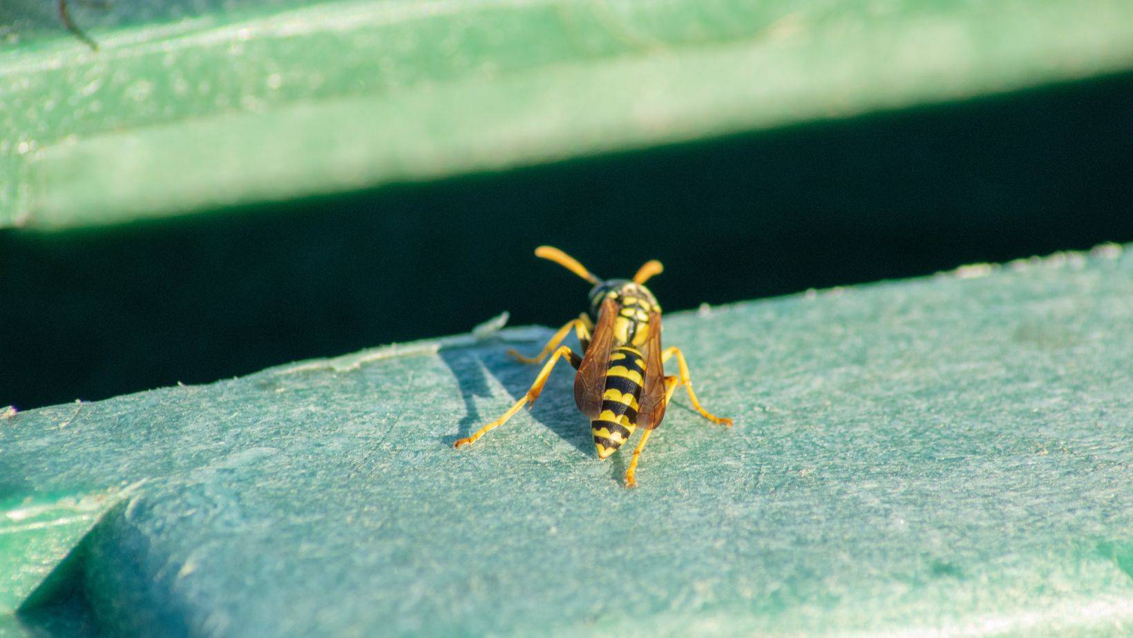 A wasp resting on the surface of a green outdoor bin, casting a shadow in the sunlight.