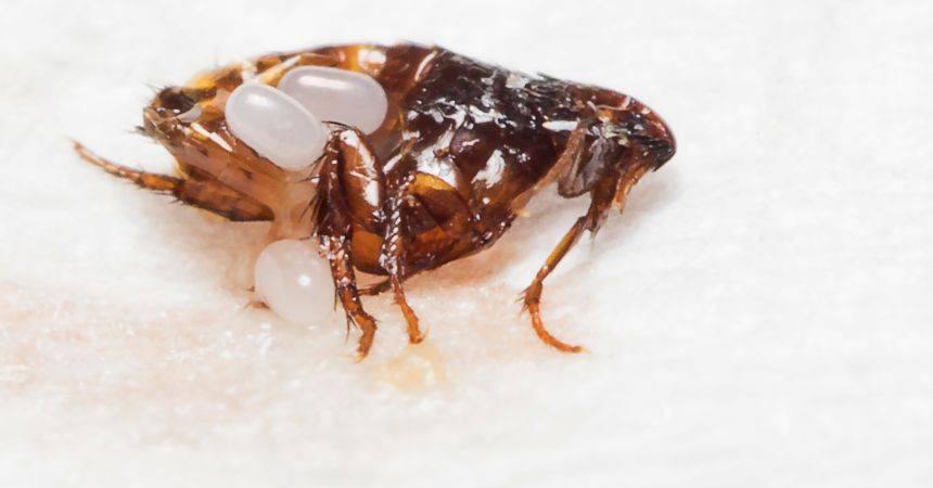 Close-up of a flea with eggs, highlighting the need for professional flea control treatment.
