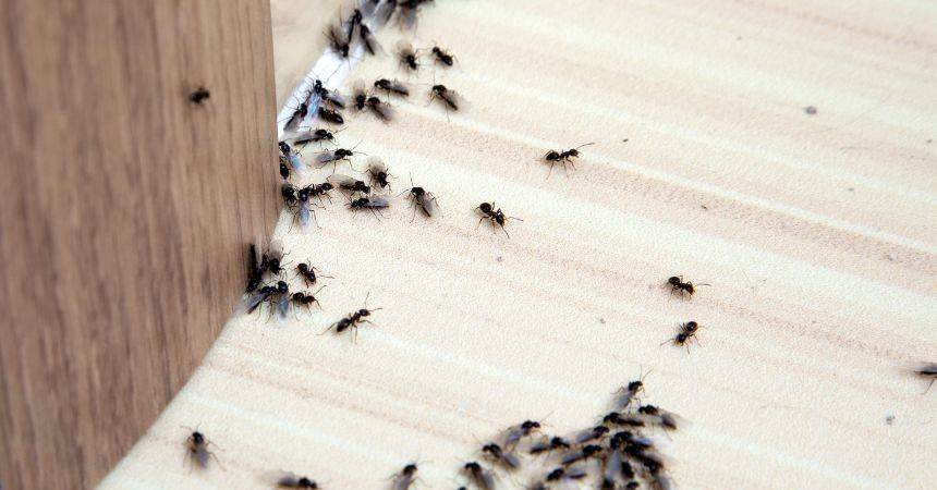 General Pest Control