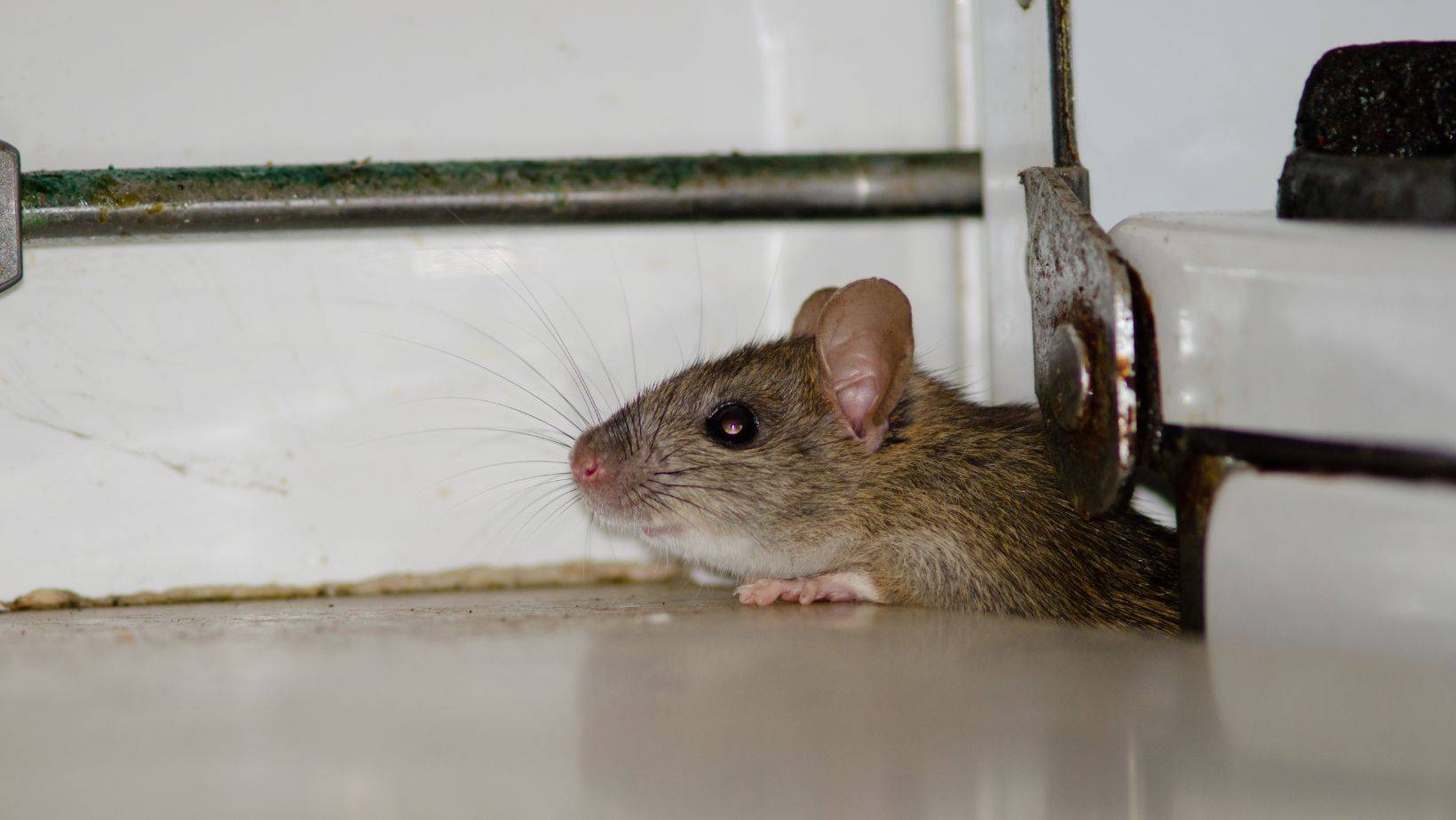 Taps Pest Control Blog – Expert Tips, Tricks &Amp; Diy Pest Solutions 5 Rodent hiding near a kitchen appliance, a common pest issue in homes.