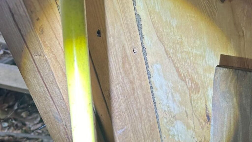 The Hidden Dangers of Termites and Signs to Watch For