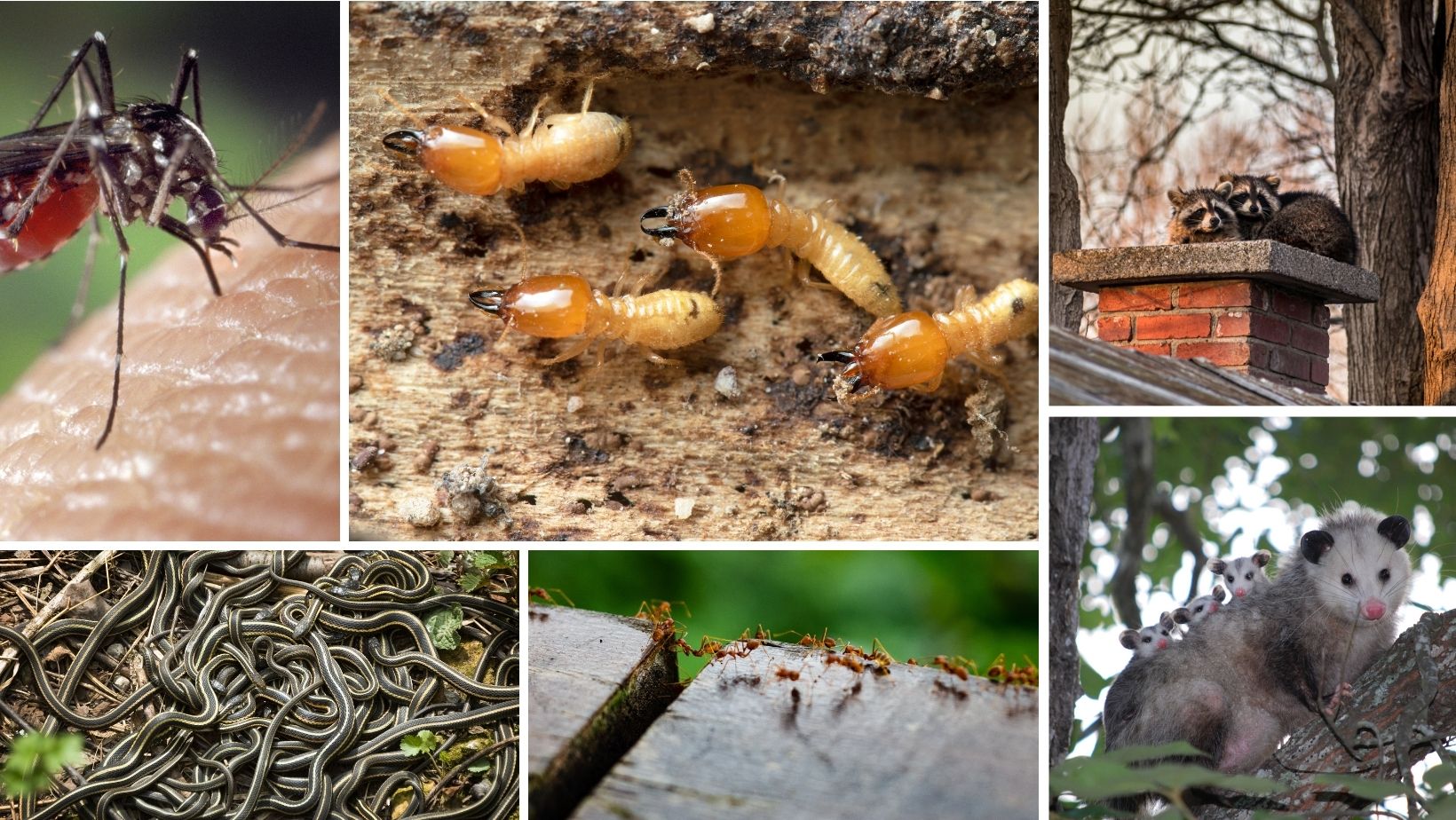 Pest Control in Bloomingdale florida Common pest species in Florida — collage showing a mosquito, termites, raccoons, a cluster of snakes, ants, and an opossum with young