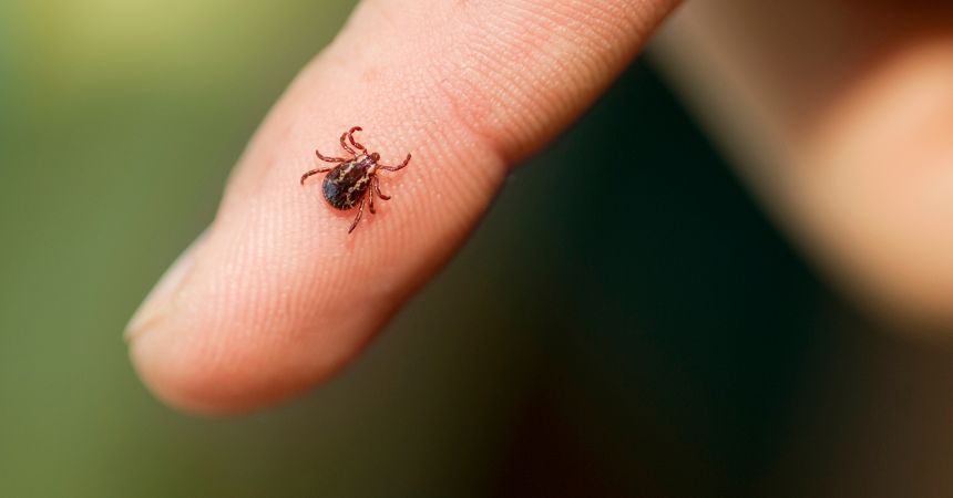 Pest Control in Wesley Chapel