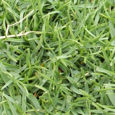Riverview Bahia grass care