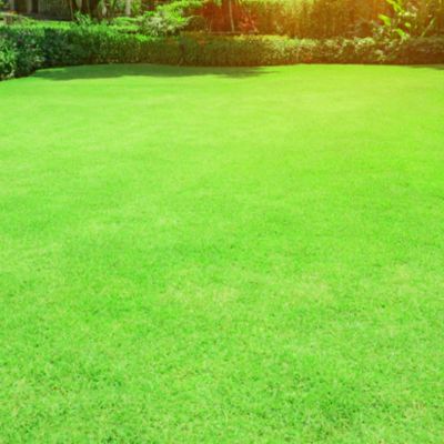 Riverview Bermuda grass care