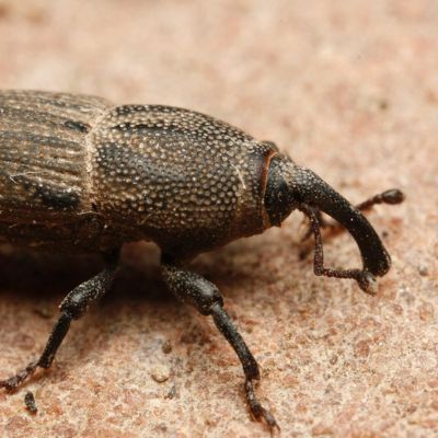 Riverview billbugs lawn pest