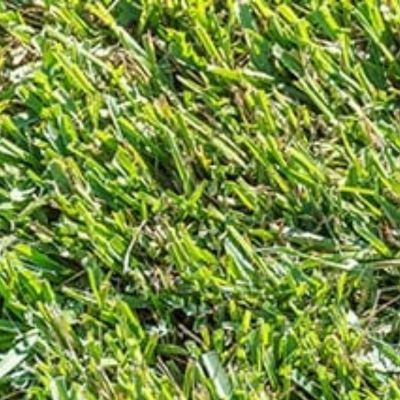 Riverview Centipede grass care