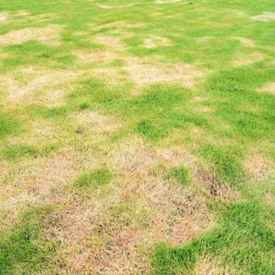 Riverview dead declining grass