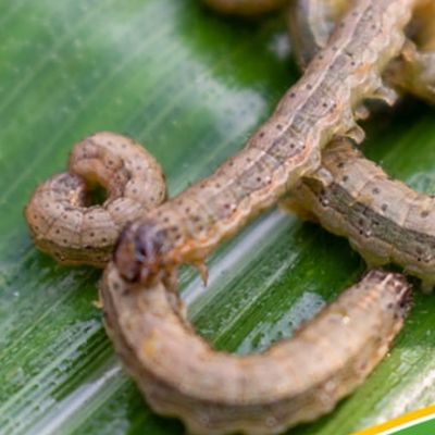 Riverview fall armyworms lawn