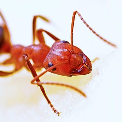 Riverview fire ants lawn care