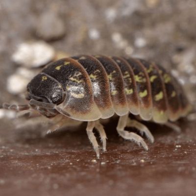 Riverview lawn pest damage signs