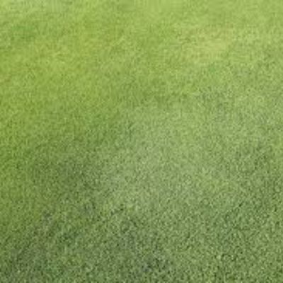 Riverview Seashore Paspalum care
