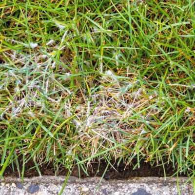 Riverview fungal disease lawn signs