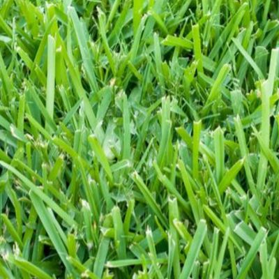Riverview St Augustine grass care