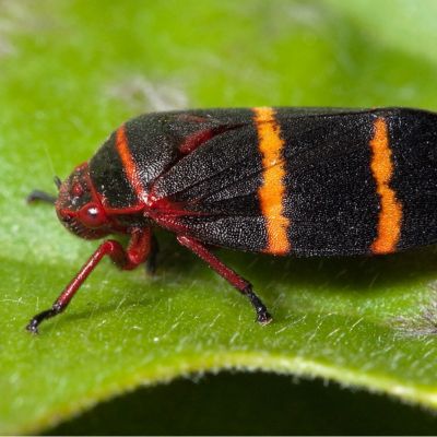 Riverview two lined spittlebugs lawn