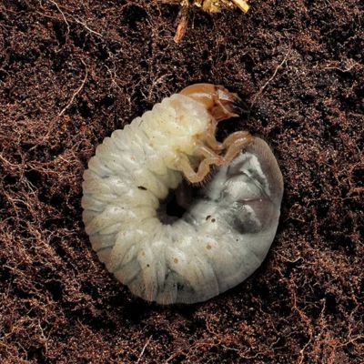 Riverview white grubs lawn