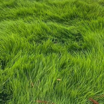 Riverview Zoysia grass care