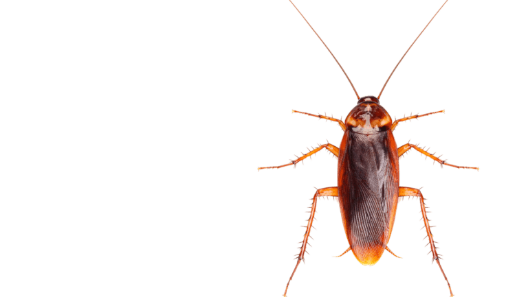 TAPS Pest Services TAPS PEST SERVICES Pest Control Services